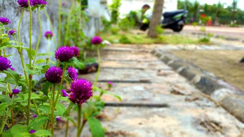 Goa Flowers - Download Goa Photos